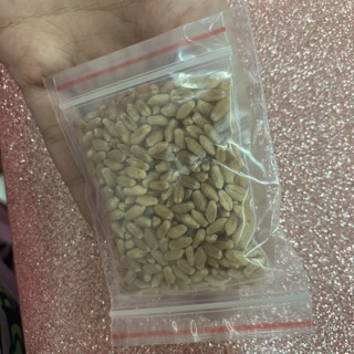 Cỏ mèo gói