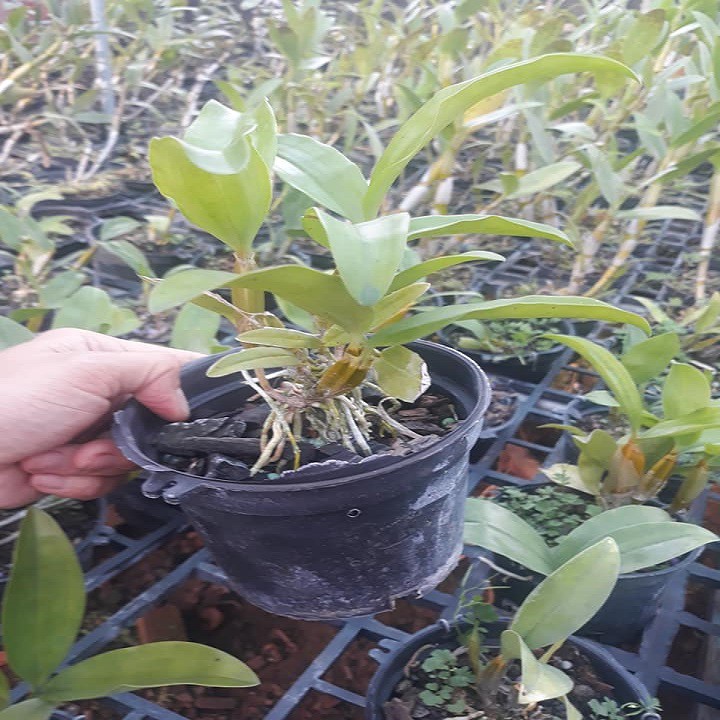 Hoa lan kiều môi tua+ 700g phân thỏ hữu cơ