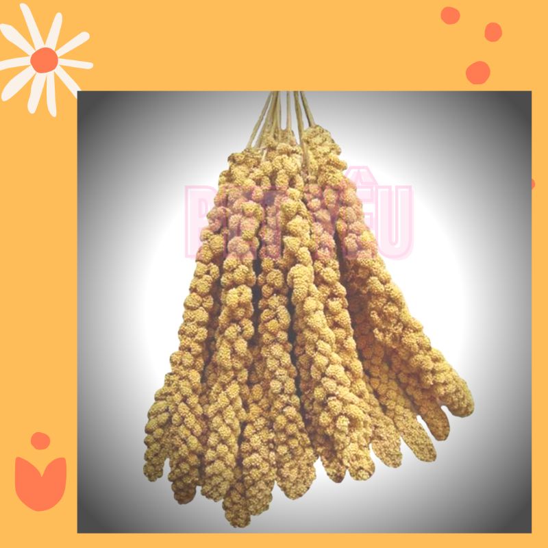 Kê chùm (6 sợi ) &lt;3 Rẻ &lt;3 thức ăn hamster sóc đất, sóc, vẹt, chim tự nhiên không hóa chất