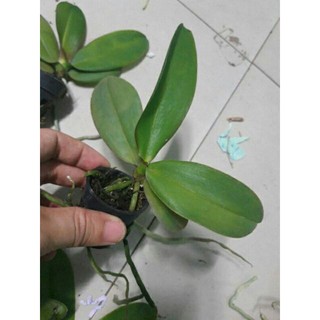 Hồ điệp giống đủ màu