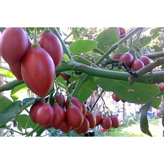 HẠT GIỐNG CÀ CHUA THÂN GỖ - 4 hạt/ gói