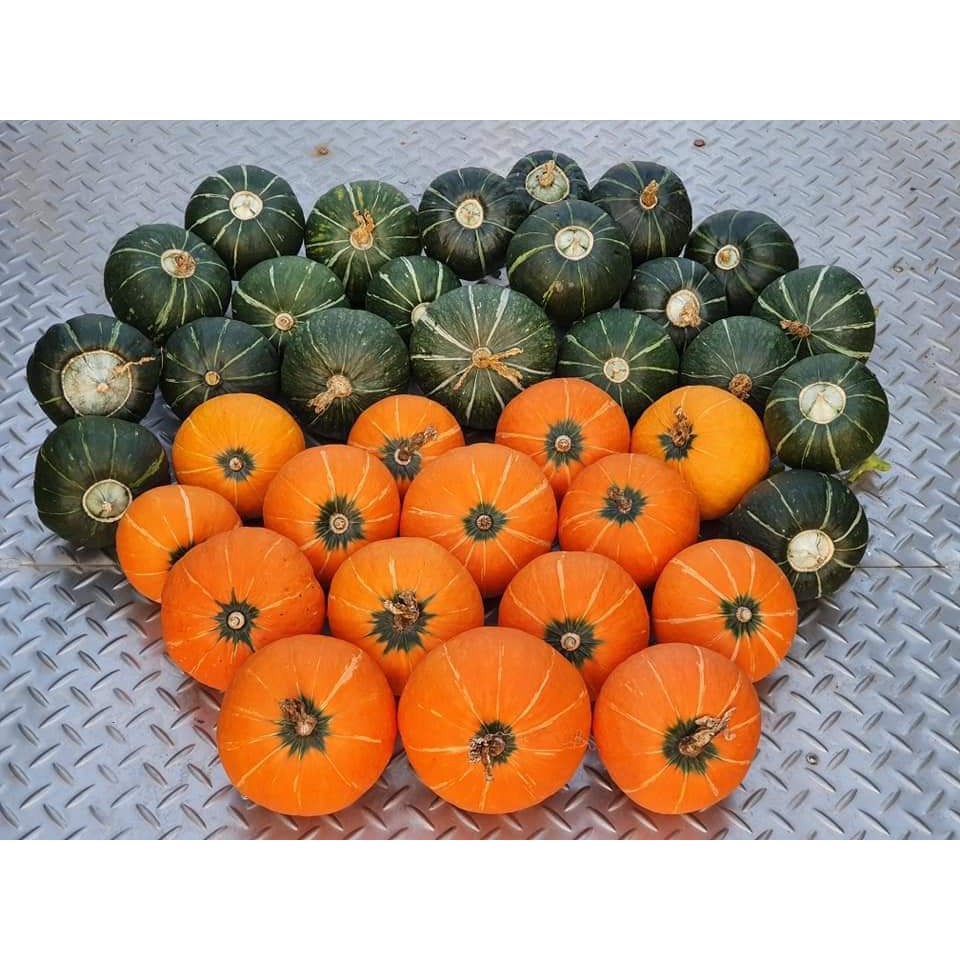 Bí Ngô Butter Cup Mỹ