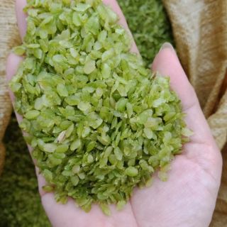 Cốm tú lệ Đặc sản yên bái.