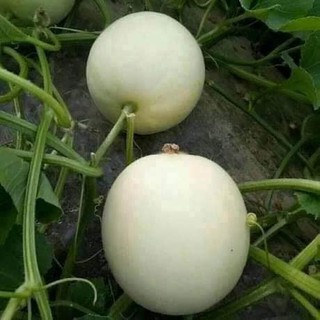 100 HẠT GIỐNG DƯA LÊ TRẮNG SIÊU NGỌT