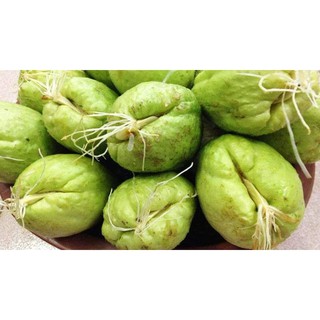 combo 5 củ su su giống