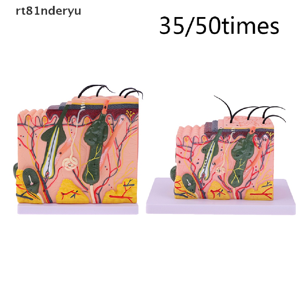 Mô Hình Cấu Trúc Da Giải Phẫu Cơ Thể Người rt81nderyu 35 / 50 Giờ