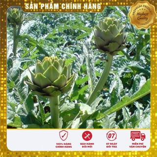 4 Hạt giống Atiso xanh (tặng gói Kích nẩy mầm và Hướng dẫn) VIETSEED