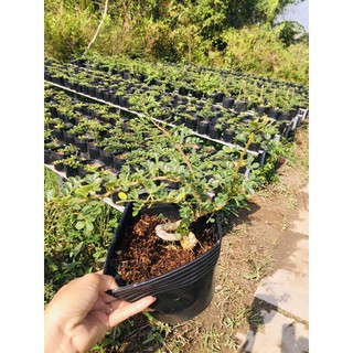 Combo 5 cây Cần thăng phôi