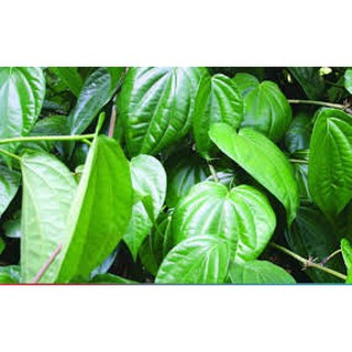 Bột lá trầu không