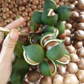 Cây giống macca