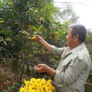 Cây giống trà hoa vàng