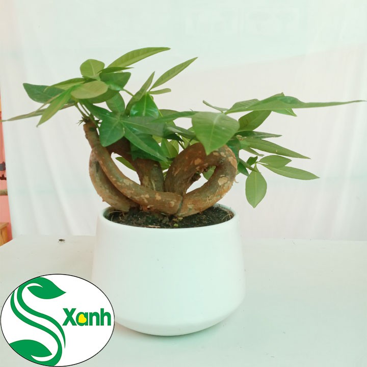 [ĐẸP NHẤT] Cây Kim Ngân Bonsai Để Bàn