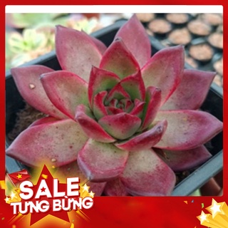 Sen đá đế đỏ lớn🍏 |freeship| 🔥 xứ nóng, đã thuần khí hậu, khoẻ đẹp 🍏 lỗi 1 đổi 1
