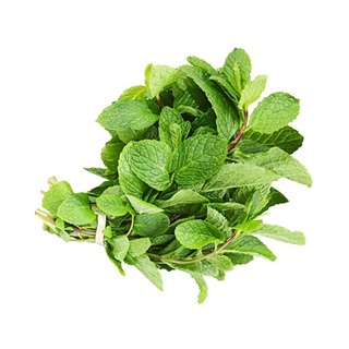 Hạt giống húng lủi