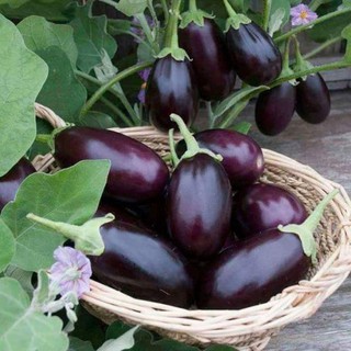 Hạt giống Cà Tím giọt nước F1 Thái
