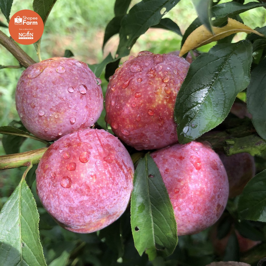 [HN] 1KG VIP 1 MẬN HẬU SƠN LA GIÒN TƯƠI CHÍN MỌNG | BigBuy360 - bigbuy360.vn