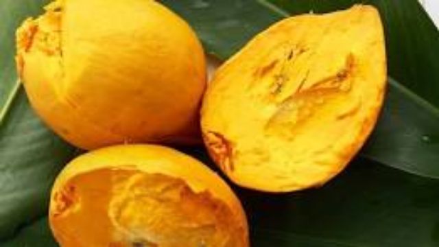 Cây lê ki ma thái lan có cây đang bông và quả.