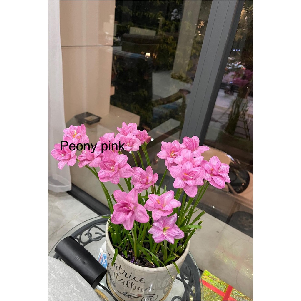 Củ huệ mưa kép Poeny pink, củ khỏe, đảm bảo sống 100%- bảo hành mặt hoa