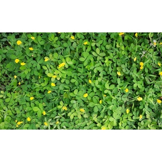 HẠT GIỐNG CỎ LẠC ĐẬU PHỘNG - Gói 5 Hạt (HẠT GIỐNG CHUẨN FARM_ĐẢM BẢO CHẤT LƯỢNG)