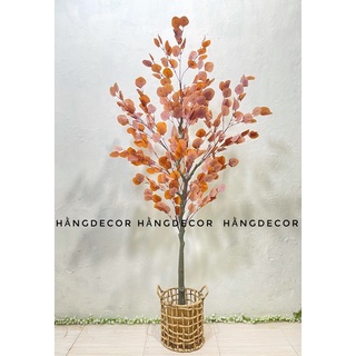 Cây bạch đàn lá vàng giả - hằng decor