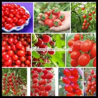 Bán COMBO 2 GÓI HẠT GIỐNG CÀ CHUA BI SIÊU QUẢ OVAL ĐỎ TẶNG 10 VIÊN NÉN ƯƠM HẠT hàng chuẩn
