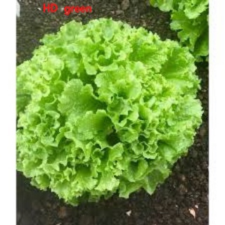 Hạt Giống Xà Lách Chịu Nhiệt 2gram