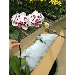 HỒ ĐIỆP ĐẠI HOA TẾT, HÀNG CÓ VÒI HOA, CỐC ĐẠI 3.5