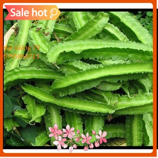 HẠT GIỐNG ĐẬU RỒNG - 10 Gram