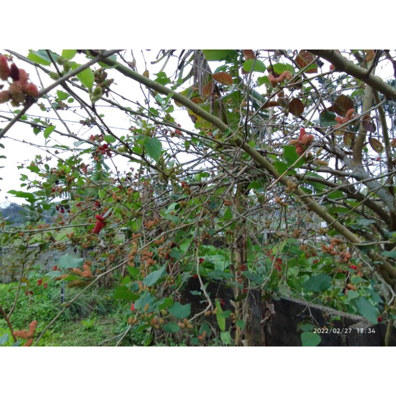 Cây dâu tằm ăn quả/cây giống dâu tằm sai trái