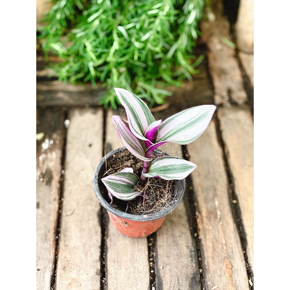 Cây giống Tradescantia albiflora Nanouk (Thài Lài Hồng Nanouk, Thài Lài Đột Biến) chậu nhựa