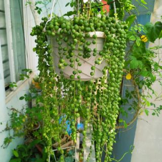Sen đá giọt nước