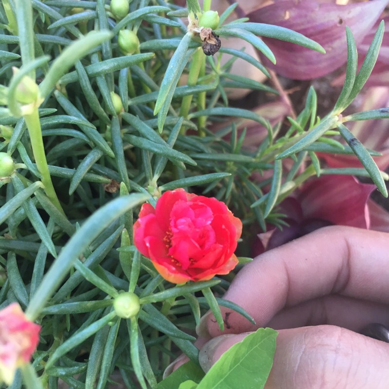 Cây hoa mười giờ thái mix màu trong bịch đen