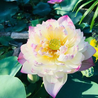 Hạt giống hoa sen bách diệp 10 Hạt 10 màu