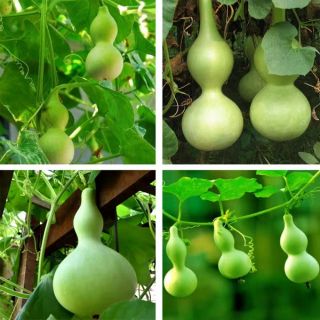 Gói 10 hạt giống quả bầu hồ lô mini