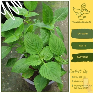 Cây giống kinh giới - cây cảnh - cây rau giống - cây gia vị