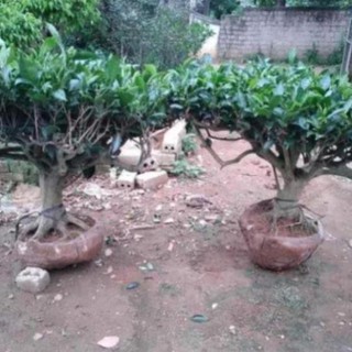 Gốc chè cổ bonsai 15-25 năm