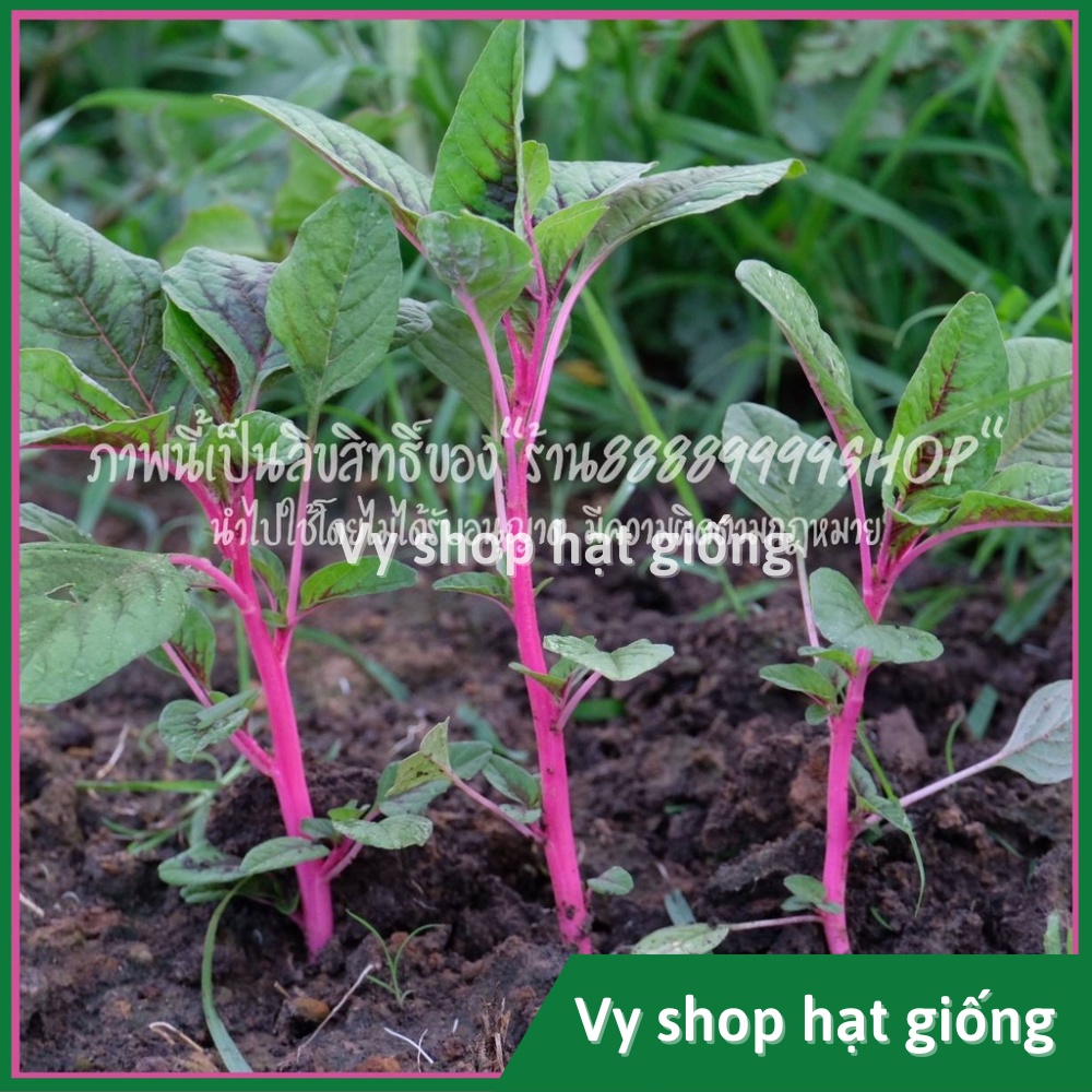 Hạt giống rau dền thân tím Thái Lan gói 1000 hạt