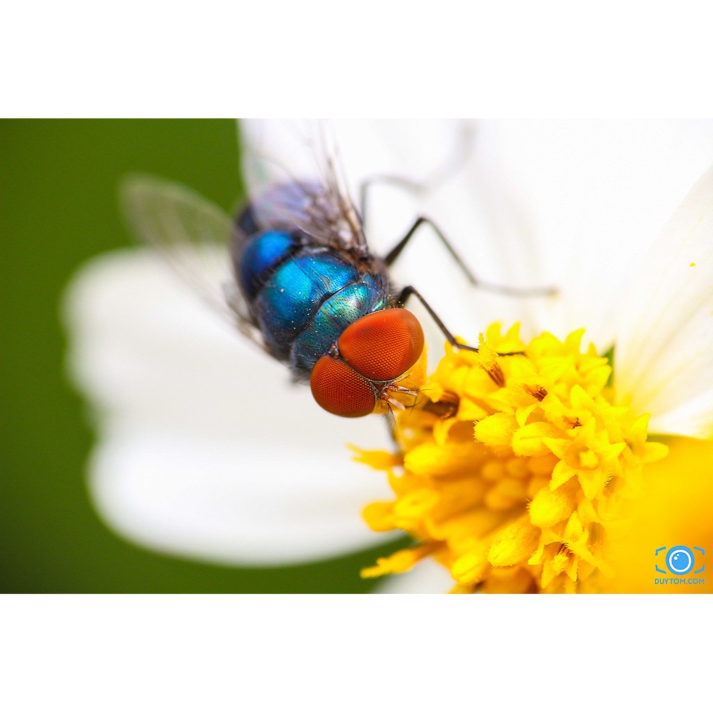 Chụp ảnh Macro với Raynox 250 - giải pháp giá rẻ chụp macro ấn tượng hơn cả lens hãng