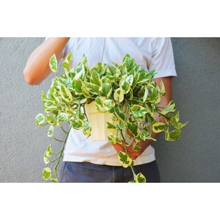 Trầu Bà Ngọc Thuỷ Chậu Treo