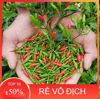 Hạt Giống Ớt Xiêm Rừng