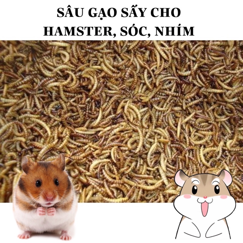 SÂU GẠO SẤY cho hamster, nhím, sóc