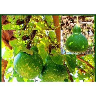 Hạt giống Bầu Hồ Lô Sao