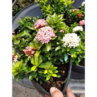 cây mẫu đơn 2 màu