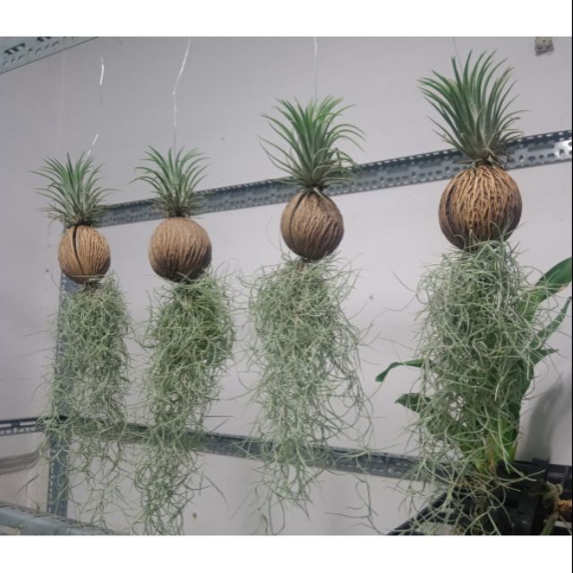 Cây lọc không khí