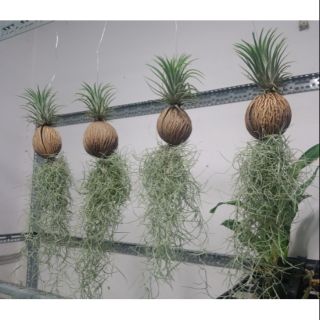 Cây lọc không khí