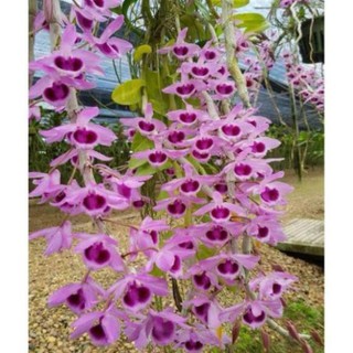 Hoa lan trầm tím giống hoa thơm