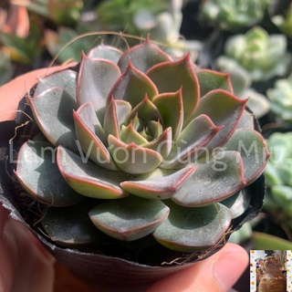 Sen Đá Hồng Nâu 🎂🎂🎂 Size Bầu