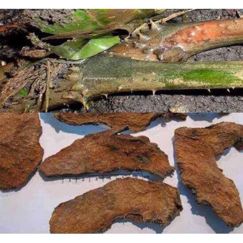 [Giá tốt] CỦ MÓP GAI (RÁY GAI HAY CHÓP GAI) 1KG