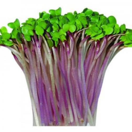 Hạt giống mầm củ cải đỏ -50gr (Hàng Loại 1)