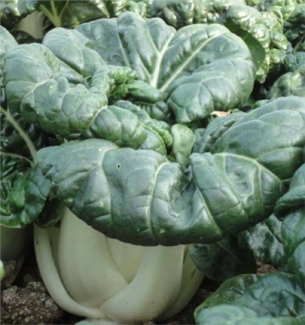 Hạt giống cải siro ngọt